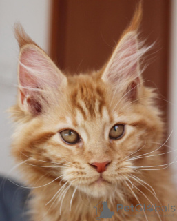 Photo №2 to announcement № 105633 for the sale of maine coon - buy in Germany breeder