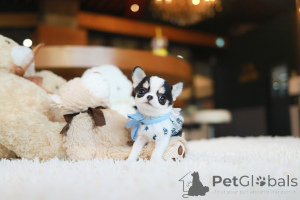 Photo №2 to announcement № 155039 for the sale of chihuahua - buy in United States breeder