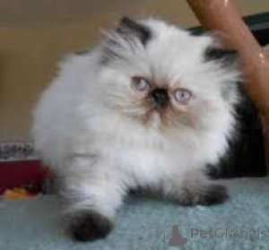 Photo №2 to announcement № 171576 for the sale of himalayan cat - buy in Finland private announcement, breeder