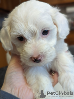 Photo №2 to announcement № 83631 for the sale of maltese dog - buy in United States private announcement