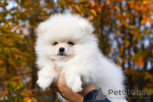Photo №1. pomeranian - for sale in the city of Chelyabinsk | 540$ | Announcement № 12736