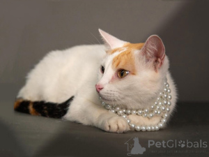 Photo №2 to announcement № 155866 for the sale of  - buy in Russian Federation private announcement