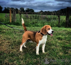 Additional photos: Pedigree Beagle puppies