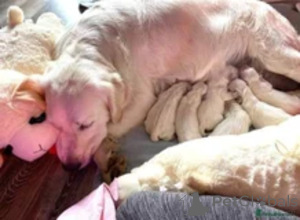Photo №1. golden retriever - for sale in the city of Arpela | negotiated | Announcement № 169265
