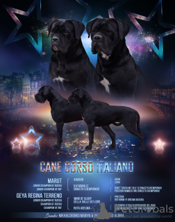 Photo №1. cane corso - for sale in the city of Kaliningrad | 1209$ | Announcement № 10454