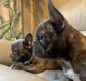 Photo №3. Outstanding French Bulldog puppies. Ukraine