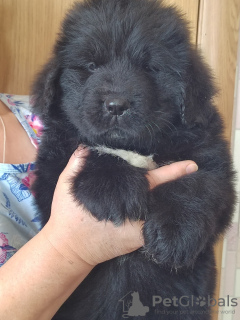 Photo №1. newfoundland dog - for sale in the city of Vladivostok | 651$ | Announcement № 42743
