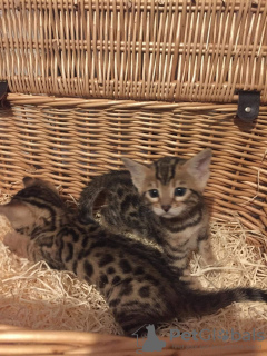 Photo №2 to announcement № 97925 for the sale of bengal cat - buy in Germany private announcement, from nursery