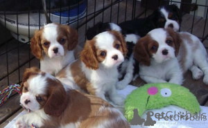 Photo №1. cavalier king charles spaniel - for sale in the city of OSLO | negotiated | Announcement № 175035