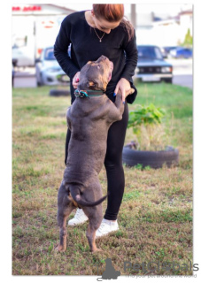 Photo №3. Standard Breed Bully. Russian Federation