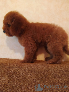 Photo №3. Selling miniature poodle red brown. Ukraine
