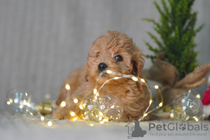 Additional photos: Maltipoo F1