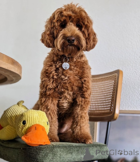 Photo №1. labradoodle - for sale in the city of Anderny | 877$ | Announcement № 157667