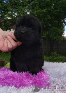 Photo №2 to announcement № 10827 for the sale of  - buy in Belarus breeder