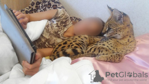 Photo №2 to announcement № 10359 for the sale of savannah cat - buy in Latvia breeder