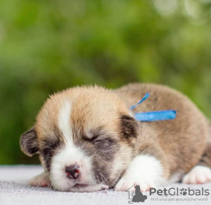 Photo №1. welsh corgi - for sale in the city of Arthur | negotiated | Announcement № 115884