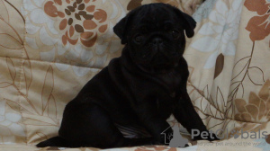 Photo №2 to announcement № 10312 for the sale of pug - buy in Russian Federation breeder