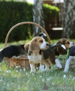 Photo №3. This sweet little puppy is now available for adoption! We are looking for. Spain