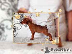 Photo №4. I will sell miniature pinscher in the city of Minsk. from nursery - price - negotiated
