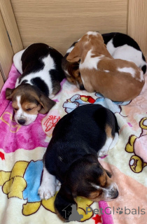 Photo №4. I will sell beagle in the city of Czech. private announcement, breeder - price - 826$