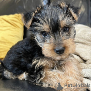 Photo №3. Teacup yorkie puppy. United States