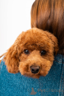 Photo №1. poodle (dwarf) - for sale in the city of Kontich | 2824$ | Announcement № 141729