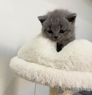 Photo №2 to announcement № 118014 for the sale of british shorthair - buy in United States private announcement