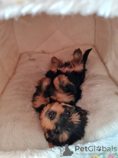 Photo №2 to announcement № 103529 for the sale of yorkshire terrier - buy in Germany private announcement