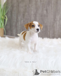 Photo №4. I will sell jack russell terrier in the city of Ludwigsburg. private announcement, from nursery, from the shelter, breeder - price - 528$