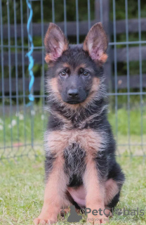 Photo №2 to announcement № 56968 for the sale of german shepherd - buy in Serbia private announcement
