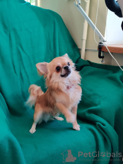Photo №2 to announcement № 20398 for the sale of chihuahua - buy in Estonia private announcement, breeder