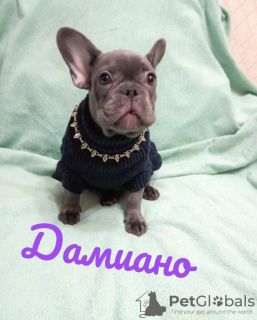 Photo №3. French Bulldog girls blue color. Russian Federation