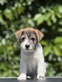 Photo №2 to announcement № 145202 for the sale of jack russell terrier - buy in Belarus from nursery