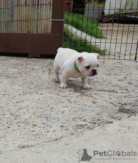 Photo №3. Healthy French Bulldog puppies in Germany