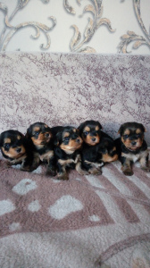 Photo №2 to announcement № 4174 for the sale of yorkshire terrier - buy in Russian Federation private announcement
