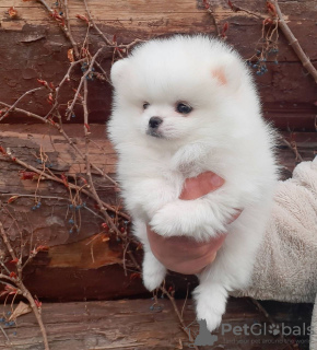 Photo №1. pomeranian - for sale in the city of Freiburg im Breisgau | 380$ | Announcement № 127330