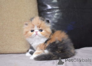 Photo №2 to announcement № 165338 for the sale of persian cat - buy in Germany private announcement