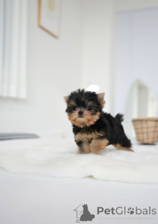 Photo №2 to announcement № 158238 for the sale of  - buy in Finland breeder