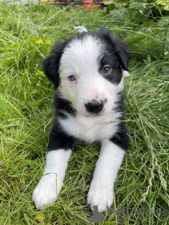 Photo №2 to announcement № 64139 for the sale of border collie - buy in United States private announcement