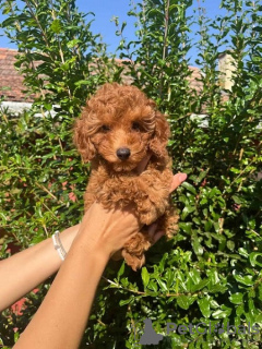 Photo №2 to announcement № 117614 for the sale of poodle (toy) - buy in Serbia breeder