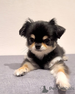 Photo №4. I will sell chihuahua in the city of Brussels. breeder - price - 329$
