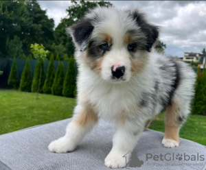 Photo №1. australian shepherd - for sale in the city of Al Dhaid | 391$ | Announcement № 13809