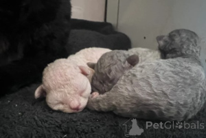 Photo №3. Devon Rex kittens. Germany