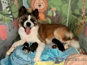 Photo №2 to announcement № 160017 for the sale of akita - buy in Latvia private announcement