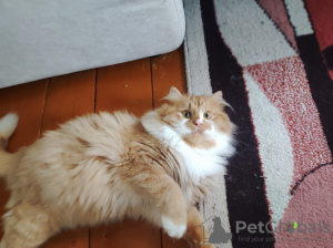 Photo №2 to announcement № 130358 for the sale of  - buy in Belarus 