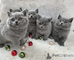Photo №1. british shorthair - for sale in the city of Porto | negotiated | Announcement № 173062