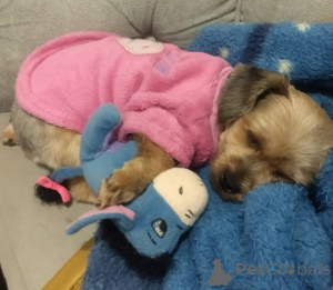 Photo №3. Potty trained Adorable yorkshire. Spain