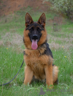 Photo №4. I will sell german shepherd in the city of New York. private announcement, from nursery, breeder - price - 600$