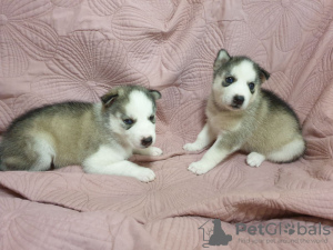 Photo №1. siberian husky - for sale in the city of Dnipro | 110$ | Announcement № 11173