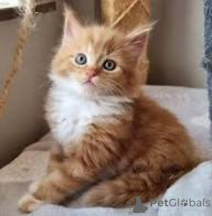 Photo №2 to announcement № 164247 for the sale of norwegian forest cat - buy in Belgium private announcement, breeder